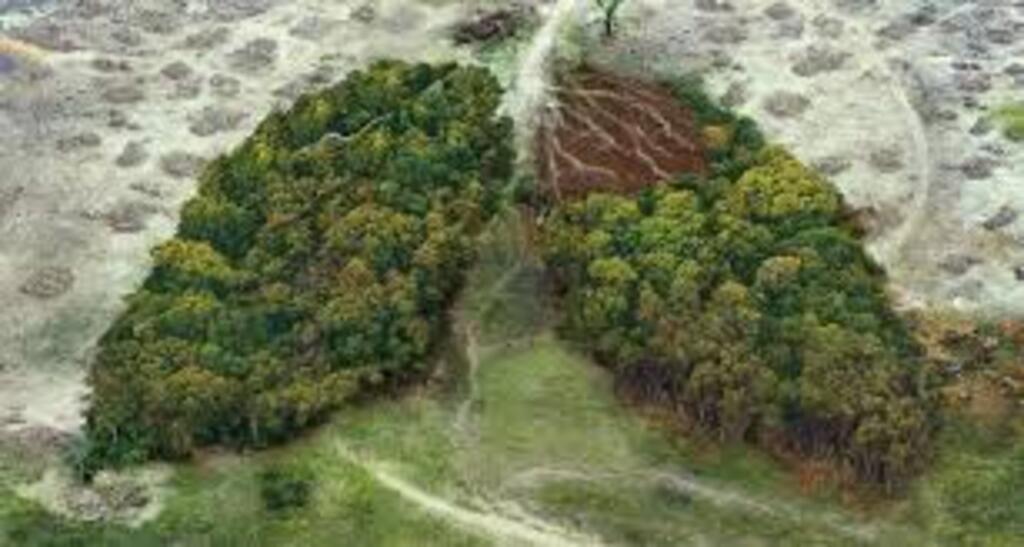 How Deforestation Can Make Us Sick