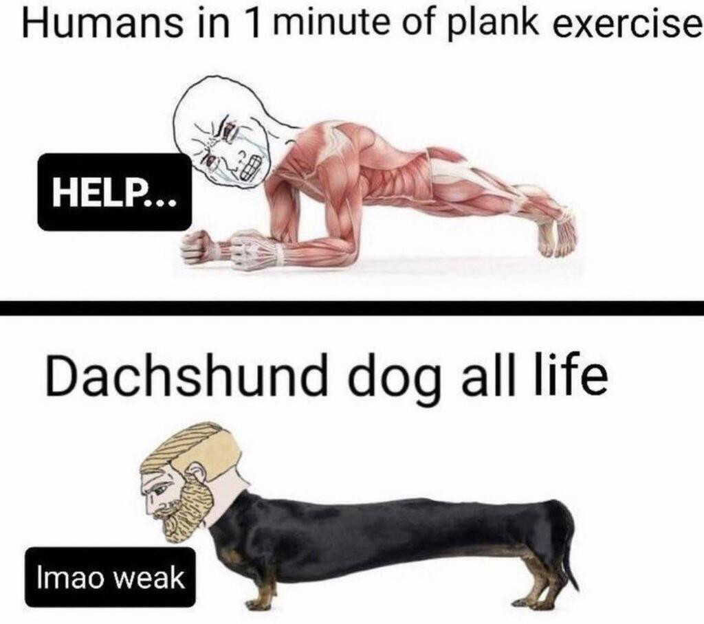AI caption: humans in 1 minute of plank exercise dachshund dog all life, comic