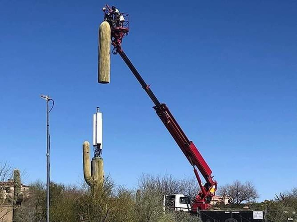 AI caption: a crane is lifting a cactus, black and white