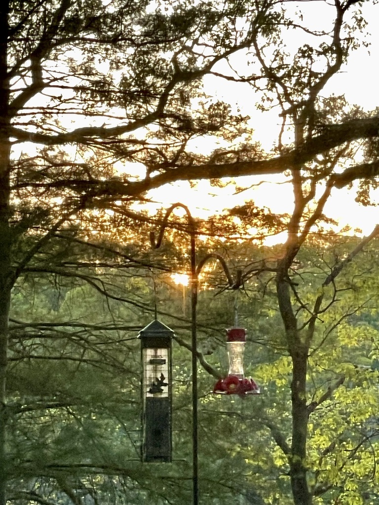 AI caption: a hummingbird feeder in the woods at sunset, black and white