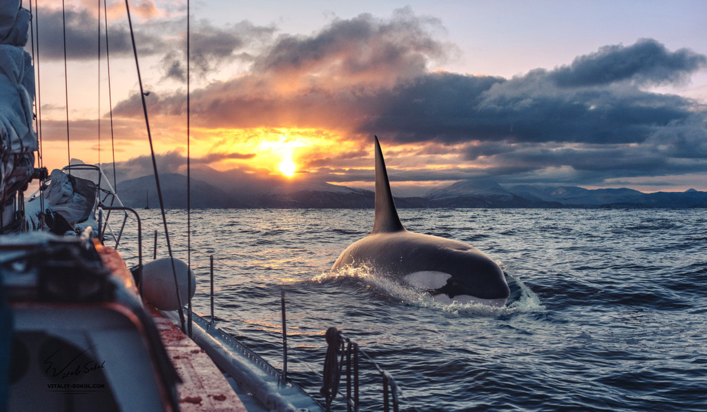 AI caption: orca whales in the ocean at sunset, black and white
