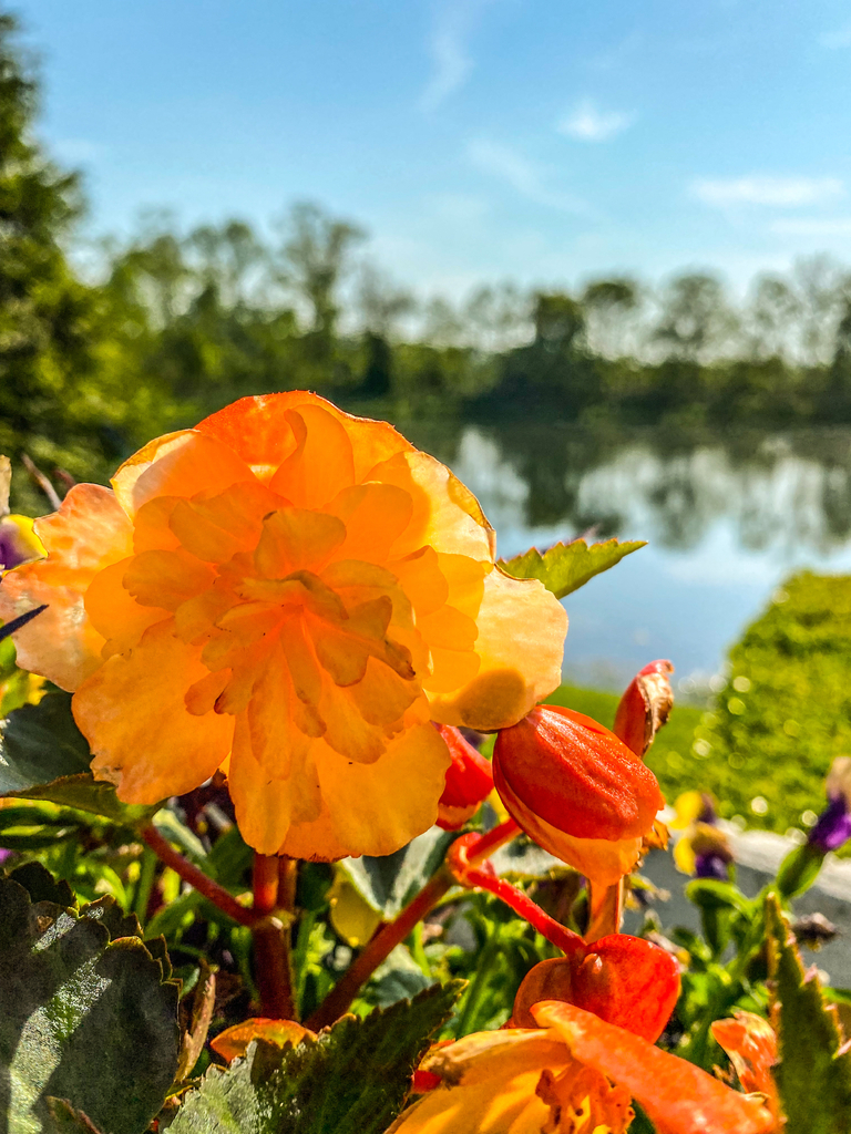 AI caption: a flower is blooming in front of a lake, abstract