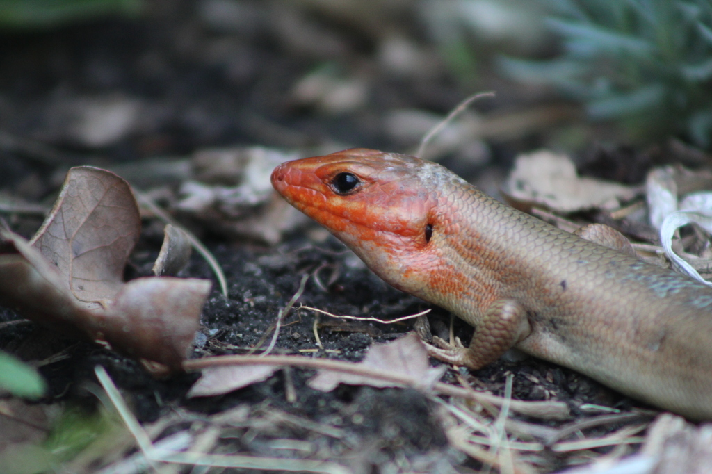 AI caption: a lizard with a red head and a brown body, black and white