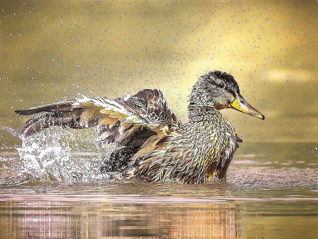 AI caption: a duck is splashing water, abstract