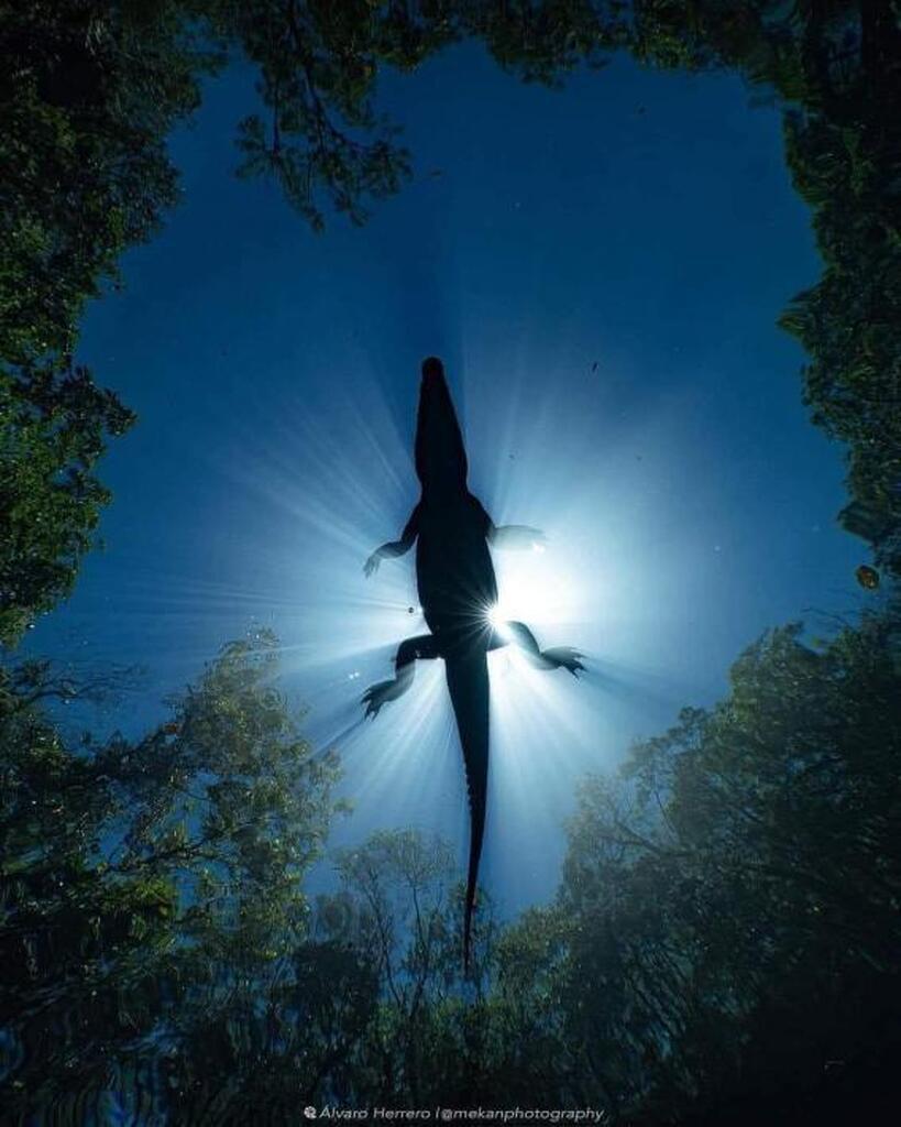 AI caption: a crocodile is flying through the forest, black and white