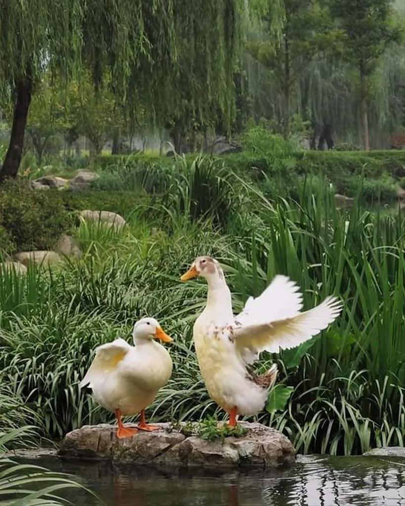 AI caption: two ducks standing on a rock in a pond, abstract