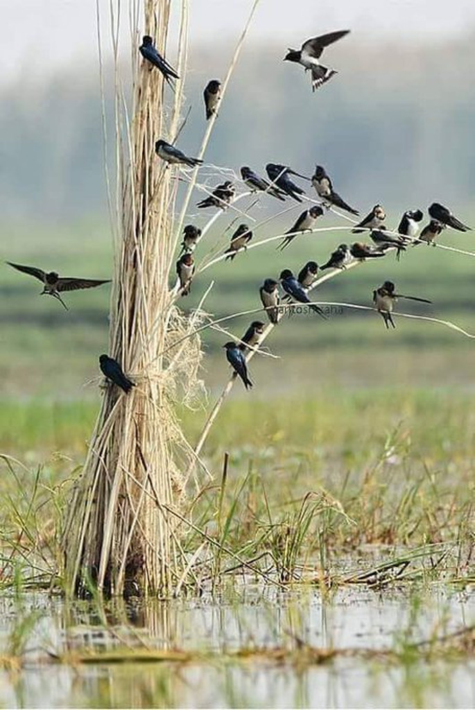 AI caption: a flock of birds sitting on a reed, black and white