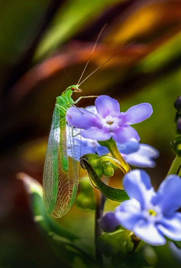 AI caption: a green insect on a purple flower, abstract