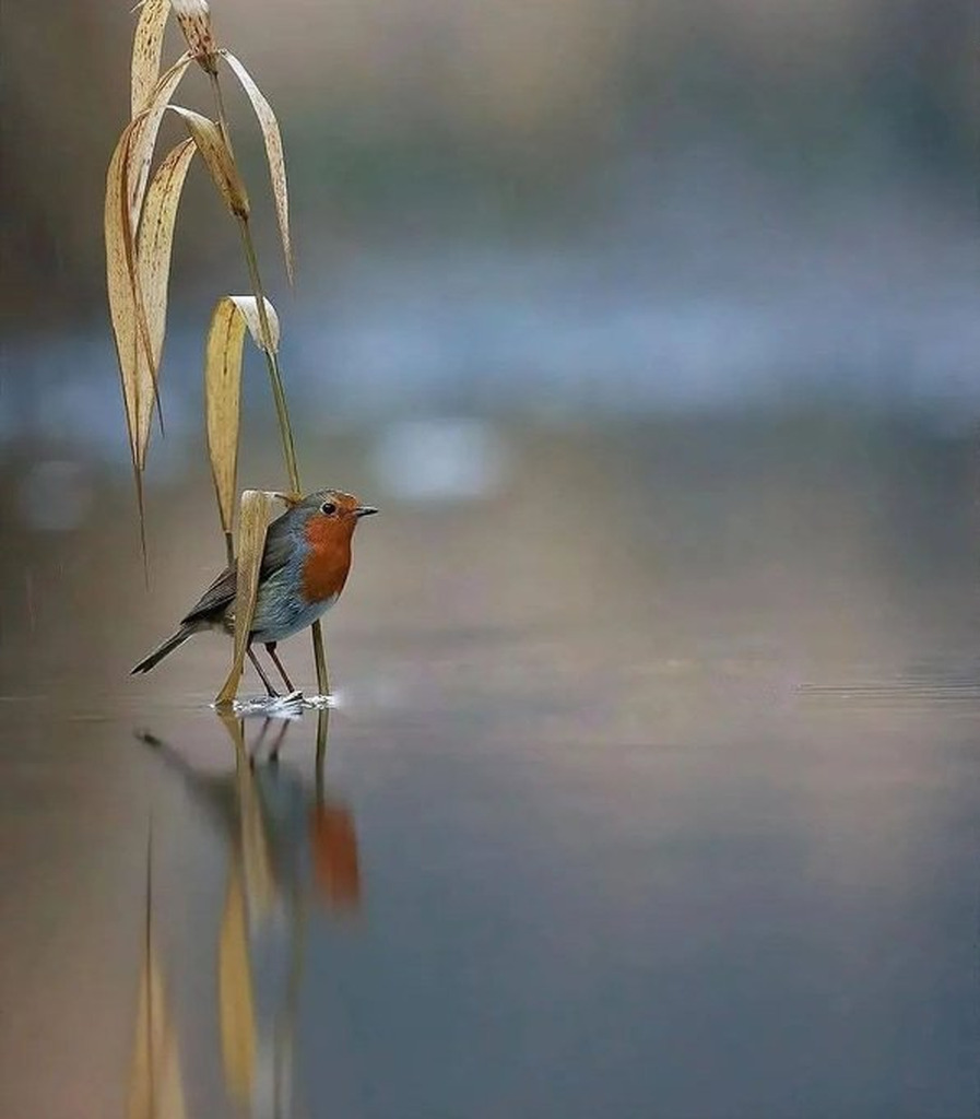 AI caption: a bird is standing in the water near some reeds, abstract
