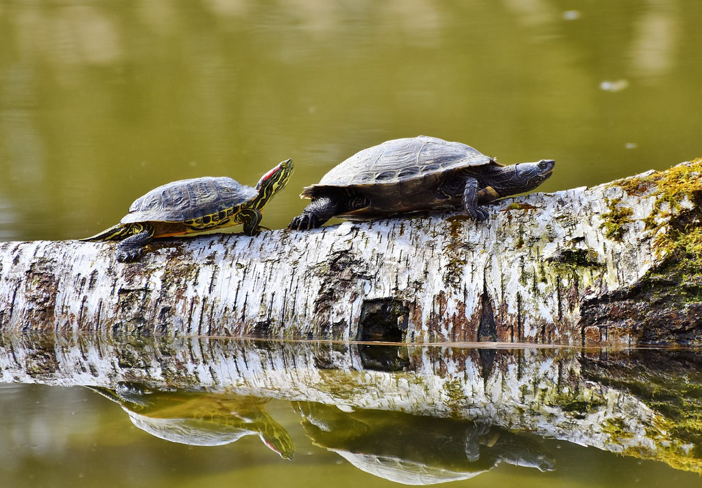 AI caption: two turtles are sitting on a log in a pond, black and white