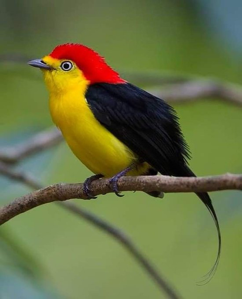 AI caption: a red and yellow bird is sitting on a branch, black and white