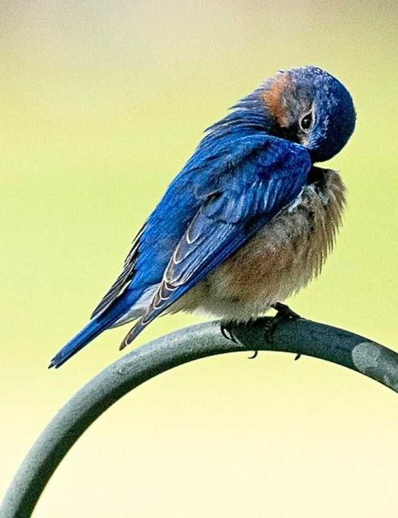AI caption: a blue bird sitting on a metal chair, black and white