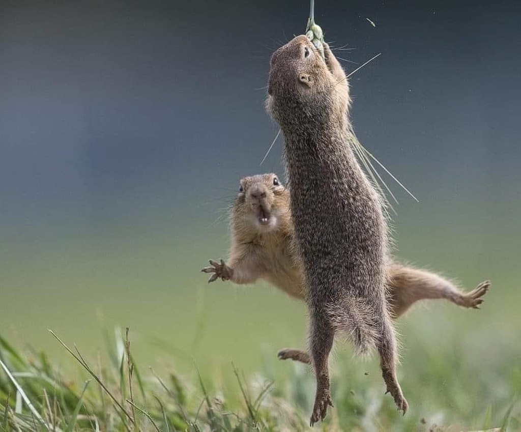 AI caption: a squirrel is jumping up to grab a piece of grass, black and white