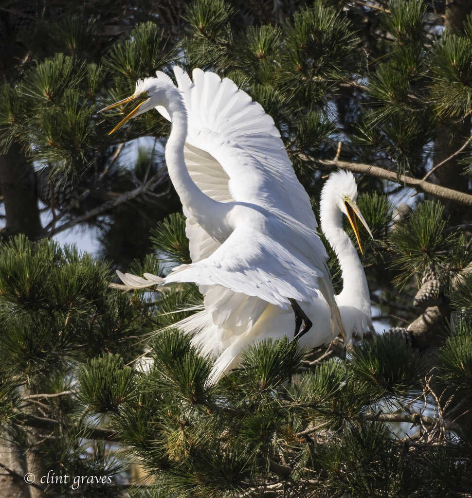 AI caption: two white birds are flying in the pine trees, black and white