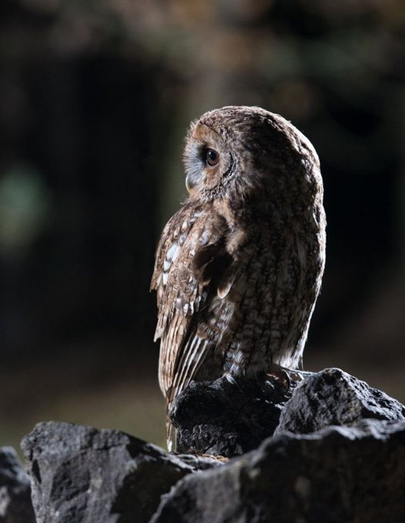 AI caption: a small owl sitting on a rock at night, black and white