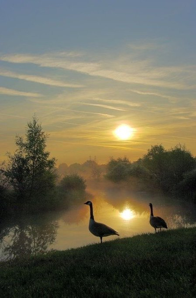 AI caption: two geese standing on the water at sunrise, abstract