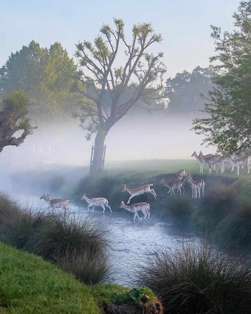 AI caption: deer in the mist on a river, black and white