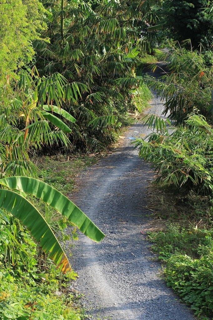 AI caption: a woman in a bikini riding a bicycle, portrait two green tangerines hanging on a tree, the fruit is not fresh, black and white a dirt road surrounded by banana trees, the image is a sexy image