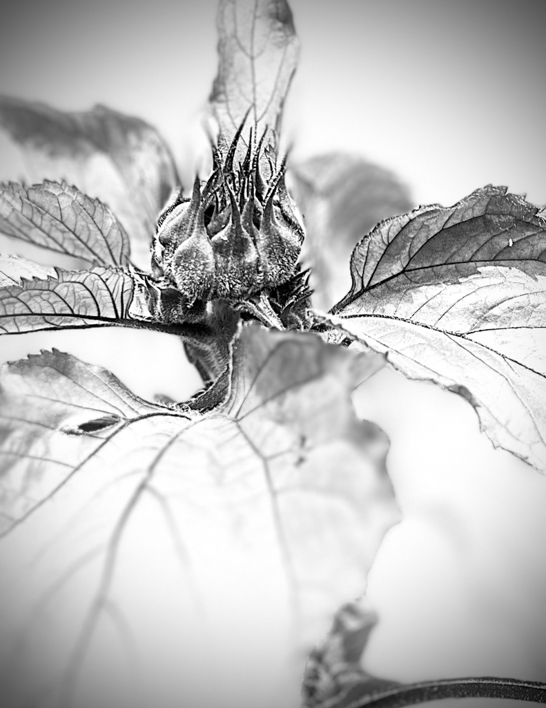 AI caption: black and white photo of a sunflower, black and white