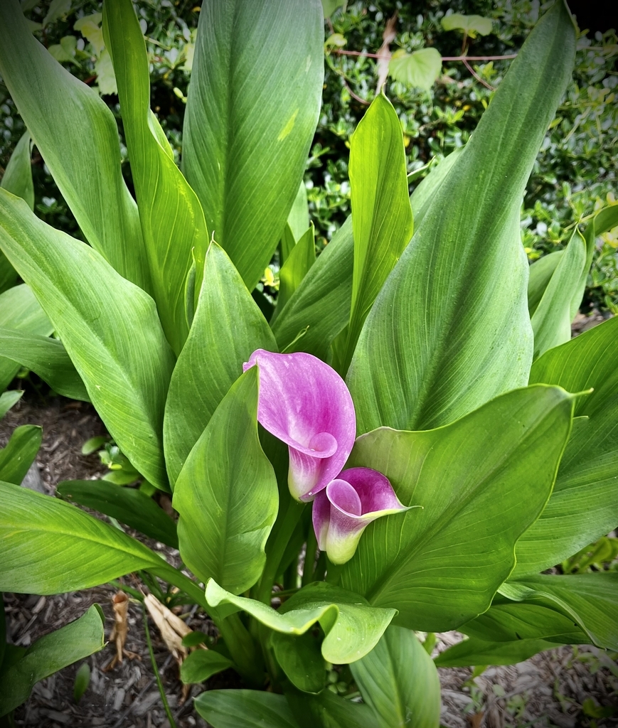 AI caption: white calla lily with yellow spots, flower a purple flower is growing in a green plant