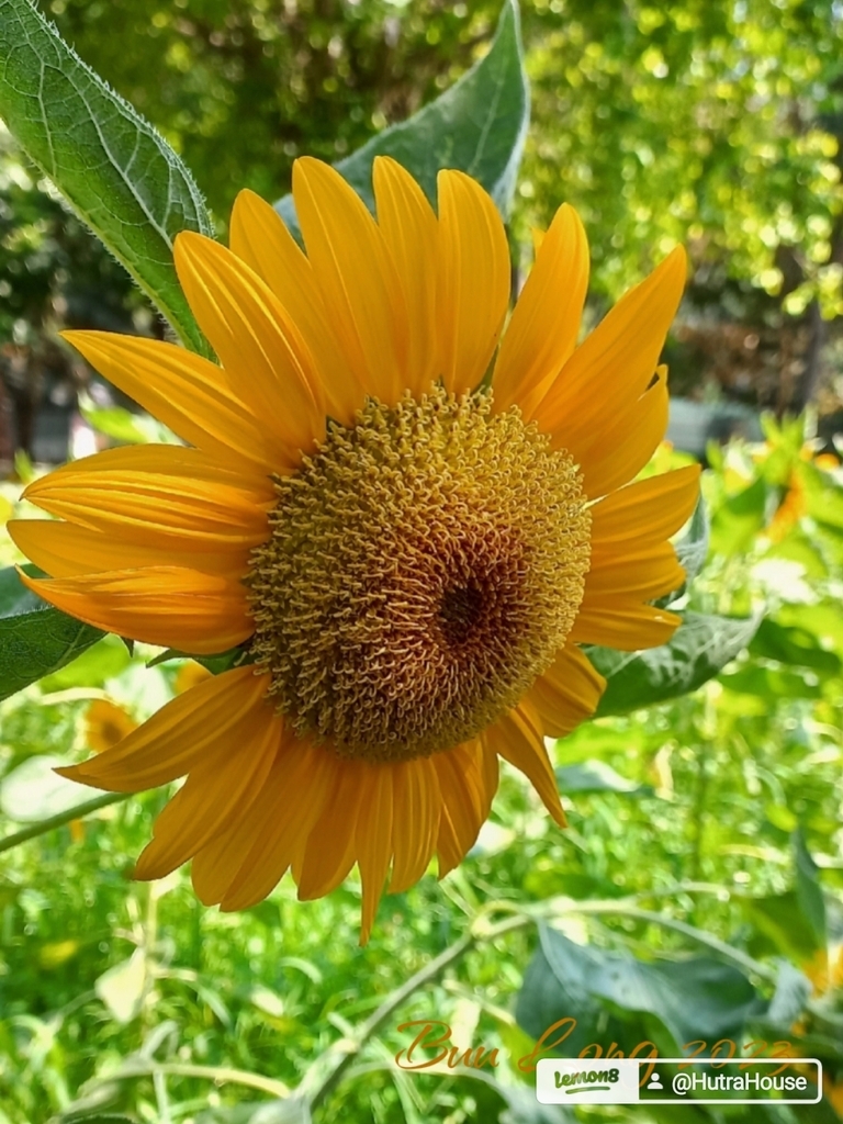 AI caption: a sunflower is growing in a field of green, flower