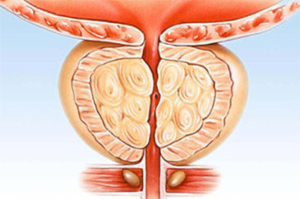 AI caption: a diagram of the human urinary tract, medical illustration