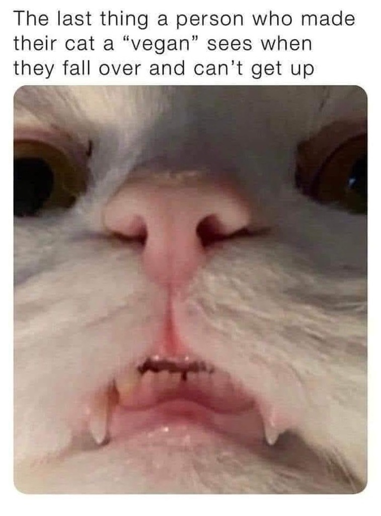 AI caption: a cat with its mouth open and the caption reads the last thing a person who made their vegan sees when they fall over and can't get up, close up