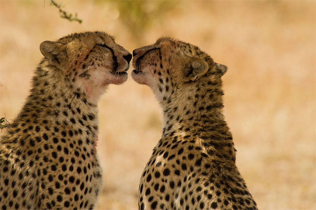 AI caption: two cheetahs kissing in the wild, black and white