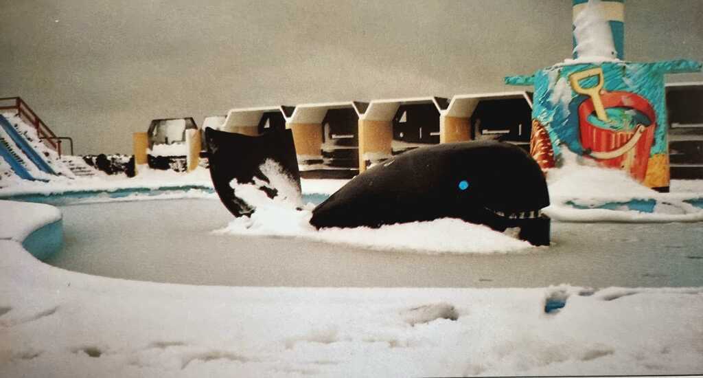AI caption: a whale in the snow at a swimming pool, old fashioned