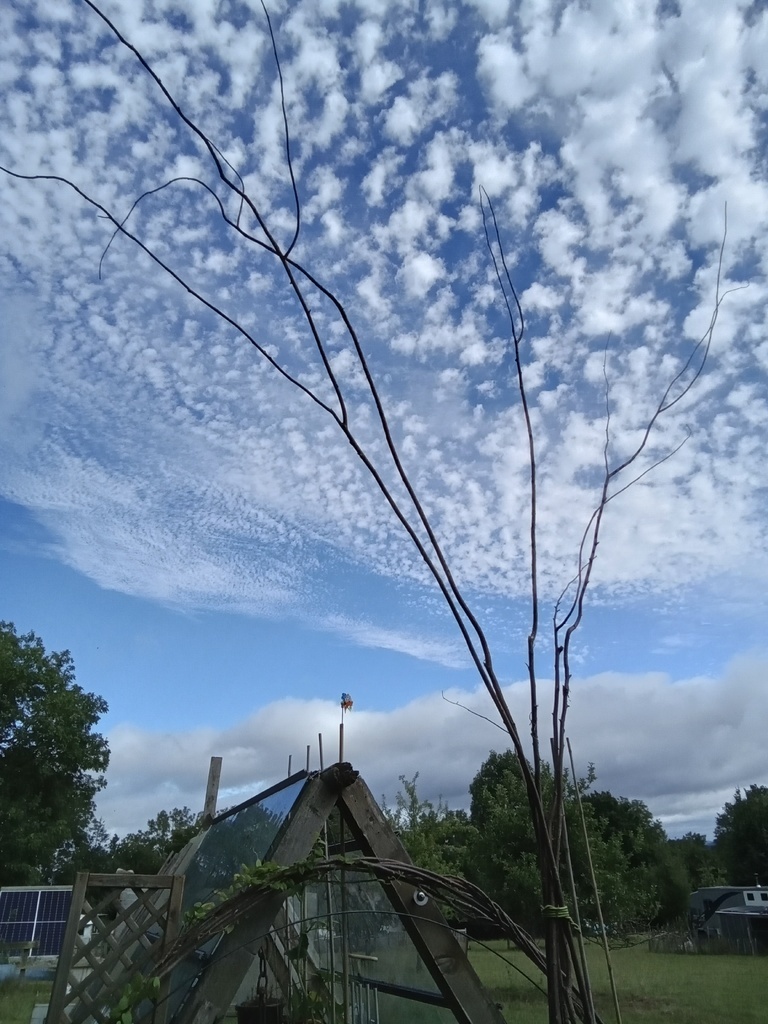 AI caption: a tree with a branch in the sky, abstract