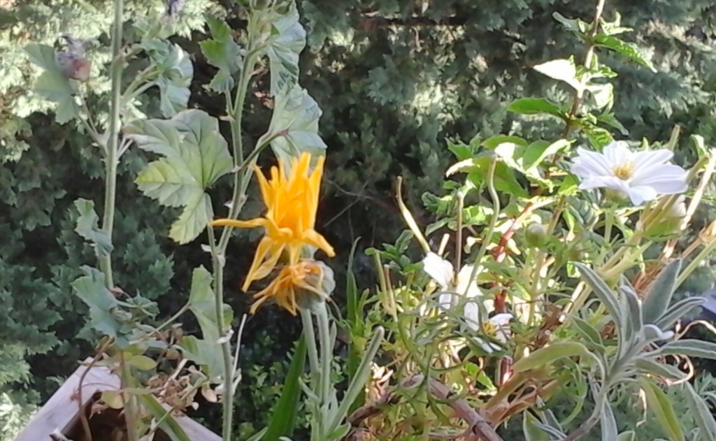 AI caption: a yellow flower is growing in a garden, black and white