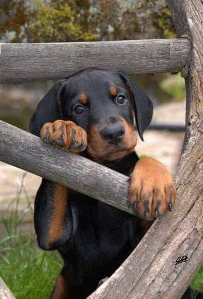 AI caption: a black and tan puppy is peeking out of a wooden fence, black and white
