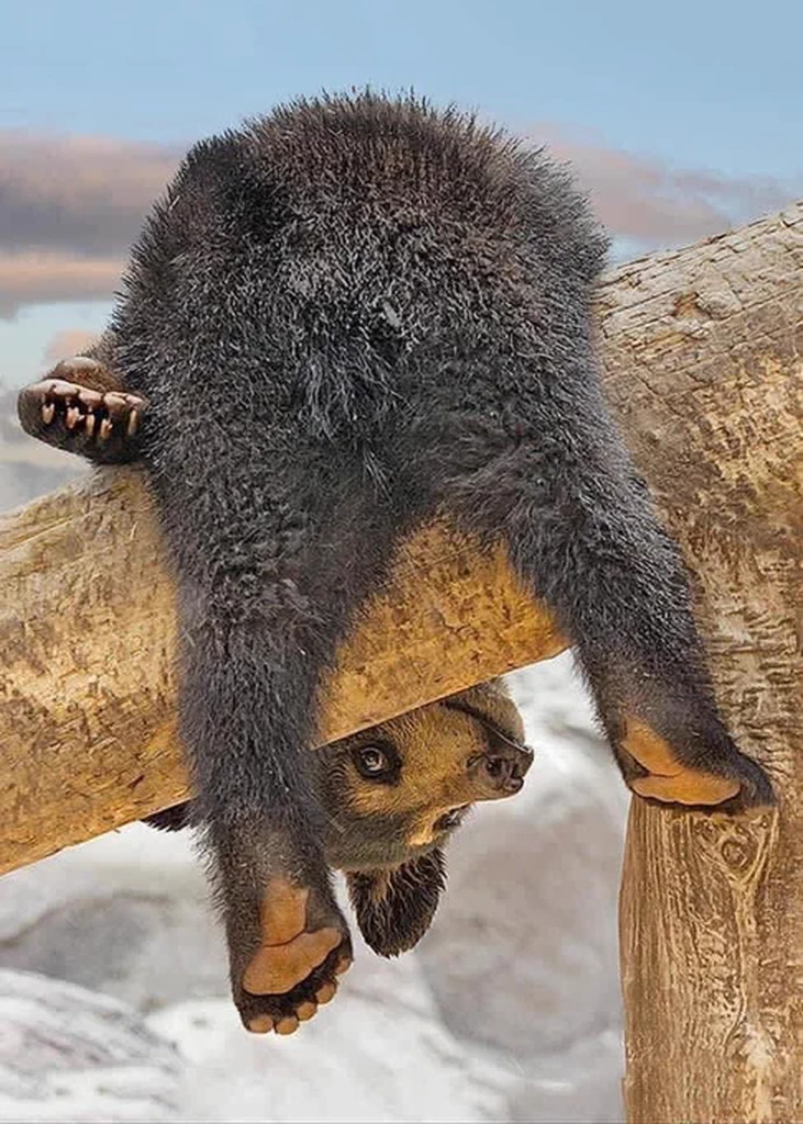 AI caption: the bear is a zoo animal, the bear is a zoo animal, black and white a black bear is hanging on a branch, the bear is a zoo animal, black and white a black bear is hanging on a branch, the bear is a zoo animal, black and white a black bear is hanging on a branch, the bear is a zoo animal, black and white a black bear is hanging on a branch, the bear is a zoo animal, black and white a black bear is hanging on a branch, the bear is a zoo animal, black and white a black bear is hanging on a branch, the bear is a zoo animal, black and white a black bear is hanging on a branch, the bear is a zoo animal, black and white a black bear is hanging on a branch, the bear is a zoo animal, black and white a black bear is hanging on a branch, the bear is a zoo animal, black and white a black bear is hanging on a branch, the bear is a zoo animal, black and white a black bear is hanging on a branch, the bear is a zoo animal, black and white a black bear is hanging on a branch, the bear is a zoo animal, black and white a black bear is hanging on a branch, the bear is a zoo animal, black and white a black bear is hanging on a branch, the bear is a zoo animal, black and white a black bear is hanging on a branch, the bear is a zoo animal, black and white a black bear is hanging on a branch, the bear is a zoo animal, black and white a black bear is hanging on a branch, the bear is a zoo animal, black and white a black bear is hanging on a branch, the bear is a zoo animal, black and white a black bear is hanging on a branch, the bear is a zoo animal, black and white a black bear is hanging on a branch, the bear is a zoo animal, black and white a black bear is hanging on a branch, the bear is a zoo animal, black and white a black bear is hanging on a branch, the bear is a zoo animal, black and white a black bear is hanging on a branch, the bear is a zoo animal, black and white a black bear is hanging on a branch, the bear is a zoo animal, black and white a black bear is hanging on a branch, the bear is a zoo animal, black and white a black bear is hanging on a branch, the bear is a zoo animal, black and white a black bear is hanging on a branch, the bear is a zoo animal, black and white a black bear is hanging on a branch, the bear is a zoo animal, black and white a black bear is hanging on a branch, the bear is a zoo animal, black and white a black bear is hanging on a branch, the bear is a zoo animal, black and white a black bear is hanging on a branch, the bear is a zoo animal, black and white a black bear is hanging on a branch, the bear is a zoo animal, black and white a black bear is hanging on a branch, the bear is a zoo animal, black and white a black bear is hanging on a branch, the bear is a zoo animal, black and white a black bear is hanging on a branch, the bear is a zoo animal, black and white a black bear is hanging on a branch, the bear is a zoo animal, black and white a black bear is hanging on a branch, the bear is a zoo animal, black and white a black bear is hanging on a branch, the bear is a zoo animal, black and white a black bear is hanging on a branch, the bear is a zoo animal, black and white a black bear is hanging on a branch, the bear is a zoo animal, black and white a black bear is hanging on a branch, the bear is a zoo animal, black and white a black bear is hanging on a branch, the bear is a zoo animal, black and white a black bear is hanging on a branch, the bear is a zoo animal, black and white a black bear is hanging on a branch, the bear is a zoo animal, black and white a black bear is hanging on a branch, the bear is a zoo animal, black and white a black bear is hanging on a branch, the bear is a zoo animal, black and white a black bear is hanging on a branch, the bear is a zoo animal, black and white a black bear is hanging on a branch, the bear is a zoo animal, black and white a black bear is hanging on a branch, the bear is a zoo animal, black and white a black bear is hanging on a branch, the bear is a zoo animal, black and white a black bear is hanging on a branch, the bear is a zoo animal, black and white a black bear is hanging on a branch, the bear is a zoo animal, black and white a black bear is hanging on a branch, the bear is a zoo animal, black and white a black bear is hanging on a branch, the bear is a zoo animal, black and white a black bear is hanging on a branch, the bear is a zoo animal, black and white a black bear is hanging on a branch, the bear is a zoo animal, black and white a black bear is hanging on a branch, the bear is a zoo animal, black and white a black bear is hanging on a branch, the bear is a zoo animal, black and white a black bear is hanging on a branch, the bear is a zoo animal, black and white a black bear is hanging on a branch, the bear is a zoo animal, black and white a black bear is hanging on a branch, the bear is a zoo animal, black and white a black bear is hanging on a branch, the bear is a zoo animal, black and white