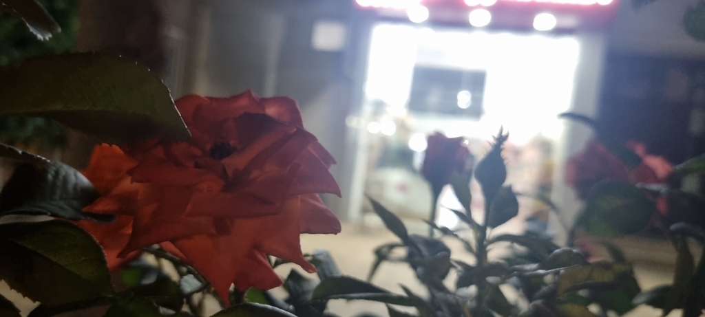 AI caption: , , black and white a red rose in front of a restaurant, , black and white a red rose in front of a restaurant, , black and white a red rose in front of a restaurant, , black and white a red rose in front of a restaurant, , black and white a red rose in front of a restaurant, , black and white a red rose in front of a restaurant, , black and white a red rose in front of a restaurant, , black and white a red rose in front of a restaurant, , black and white a red rose in front of a restaurant, , black and white a red rose in front of a restaurant, , black and white a red rose in front of a restaurant, , black and white a red rose in front of a restaurant, , black and white a red rose in front of a restaurant, , black and white a red rose in front of a restaurant, , black and white a red rose in front of a restaurant, , black and white a red rose in front of a restaurant, , black and white a red rose in front of a restaurant, , black and white a red rose in front of a restaurant, , black and white a red rose in front of a restaurant, , black and white a red rose in front of a restaurant, , black and white a red rose in front of a restaurant, , black and white a red rose in front of a restaurant, , black and white a red rose in front of a restaurant, , black and white a red rose in front of a restaurant, , black and white a red rose in front of a restaurant, , black and white a red rose in front of a restaurant, , black and white a red rose in front of a restaurant, , black and white a red rose in front of a restaurant, , black and white a red rose in front of a restaurant, , black and white a red rose in front of a restaurant, , black and white a red rose in front of a restaurant, , black and white a red rose in front of a restaurant, , black and white a red rose in front of a restaurant, , black and white a red rose in front of a restaurant, , black and white a red rose in front of a restaurant, , black and white a red rose in front of a restaurant, , black and white a red rose in front of a restaurant, , black and white a red rose in front of a restaurant, , black and white a red rose in front of a restaurant, , black and white a red rose in front of a restaurant, , black and white a red rose in front of a restaurant, , black and white a red rose in front of a restaurant, , black and white a red rose in front of a restaurant, , black and white a red rose in front of a restaurant, , black and white a red rose in front of a restaurant, , black and white a red rose in front of a restaurant, , black and white a red rose in front of a restaurant, , black and white a red rose in front of a restaurant, , black and white a red rose in front of a restaurant, , black and white a red rose in front of a restaurant, , black and white a red rose in front of a restaurant, , black and white a red rose in front of a restaurant, , black and white a red rose in front of a restaurant, , black and white a red rose in front of a restaurant, , black and white a red rose in front of a restaurant, , black and white a red rose in front of a restaurant, , black and white a red rose in front of a restaurant, , black and white