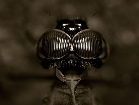 Minds profile picture for @DrAgOnFLy