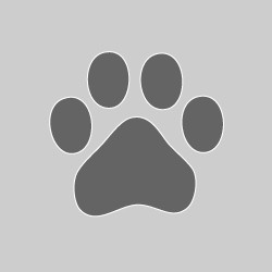 Minds profile picture for @DOGS