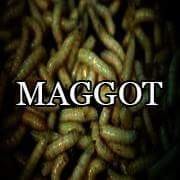 Minds profile picture for @Maggot