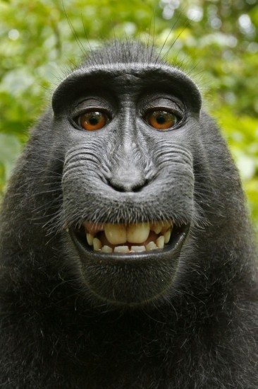 Minds profile picture for @Horseman