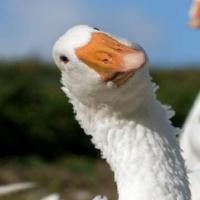 Minds profile picture for @geese